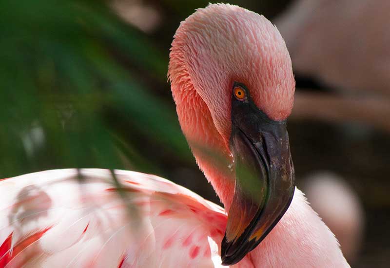 Flamingos im Winter